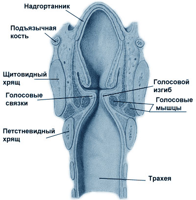 Горло Человека Строение Фото